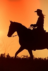 Silhoutte of Western Horse and Rider