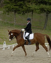 Lower Level Dressage Show