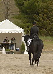 Lower Level Dressage Show