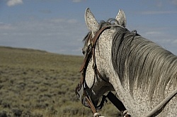 Riding in Wyoming with blue Sky Sage Adventures