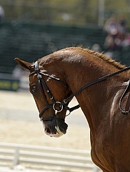 Bonner Carpenter & Acapulco Jazz, Rolex 2009