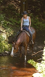 Trail Riding Quarter Horse