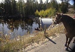 Encounters on the Trail