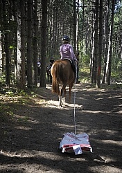 Trail Riding Desensitizing