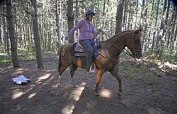 Trail Riding Desensitizing