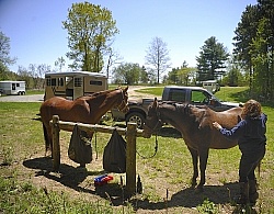 Brushing after Ride