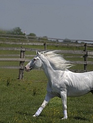 Lusitano Stallion Free Running