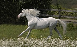 Lusitano Stallion Free Running