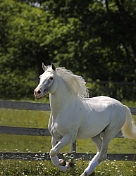 Lusitano Stallion Free Running