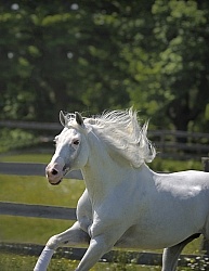 Lusitano Stallion Free Running