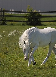 Lusitano Stallion Free Running