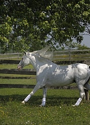 Lusitano Stallion Free Running