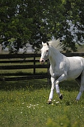 Lusitano Stallion Free Running