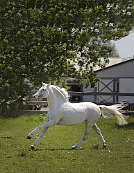 Lusitano Stallion Free Running