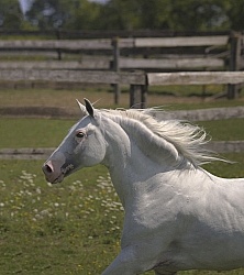 Lusitano Stallion Free Running