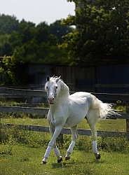 Lusitano Stallion Lusitano Stallion