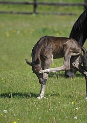 Hanoverian Foal