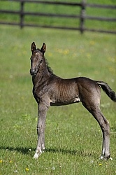 Hanoverian Foal
