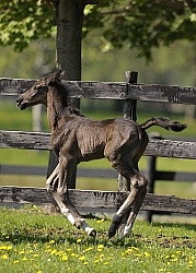 Hanoverian Foal