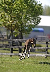 Hanoverian Foal