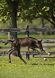 Hanoverian Foal