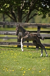 Hanoverian Foal