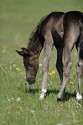 Hanoverian Foal