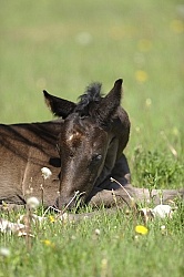 Hanoverian Foal