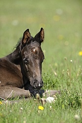 Hanoverian Foal