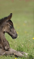 Hanoverian Foal
