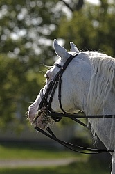 Lusitano Stallion Portrait