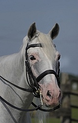 Lusitano Stallion Portrait