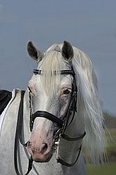 Lusitano Stallion Portrait