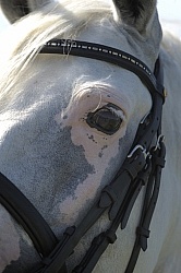 Lusitano Close Up