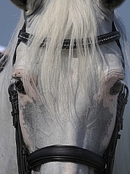 Lusitano Close Up
