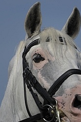 Lusitano Close Up