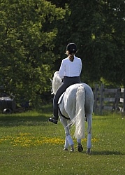 Lusitano Under Saddle