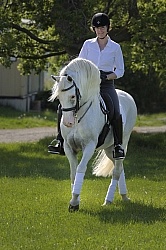 Lusitano Under Saddle