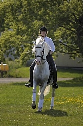 Lusitano Under Saddle