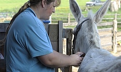 Vet Treating Donkey