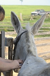 Vet Treating Donkey