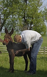 Vet Treating Donkey