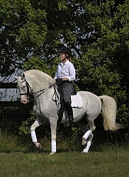 Lusitano Performing Piaffe