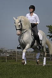 Lusitano Stallion Passage
