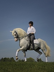 Lusitano Stallion Passage