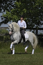 Lusitano Stallion Passage