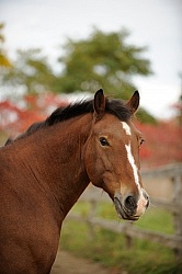 Welsh Cob Portrait in Fall