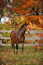Young Warmblood  in Fall