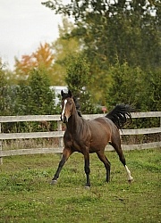 Young Warmblood Free Running in Fall