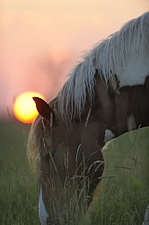 Grazing at Sunset
